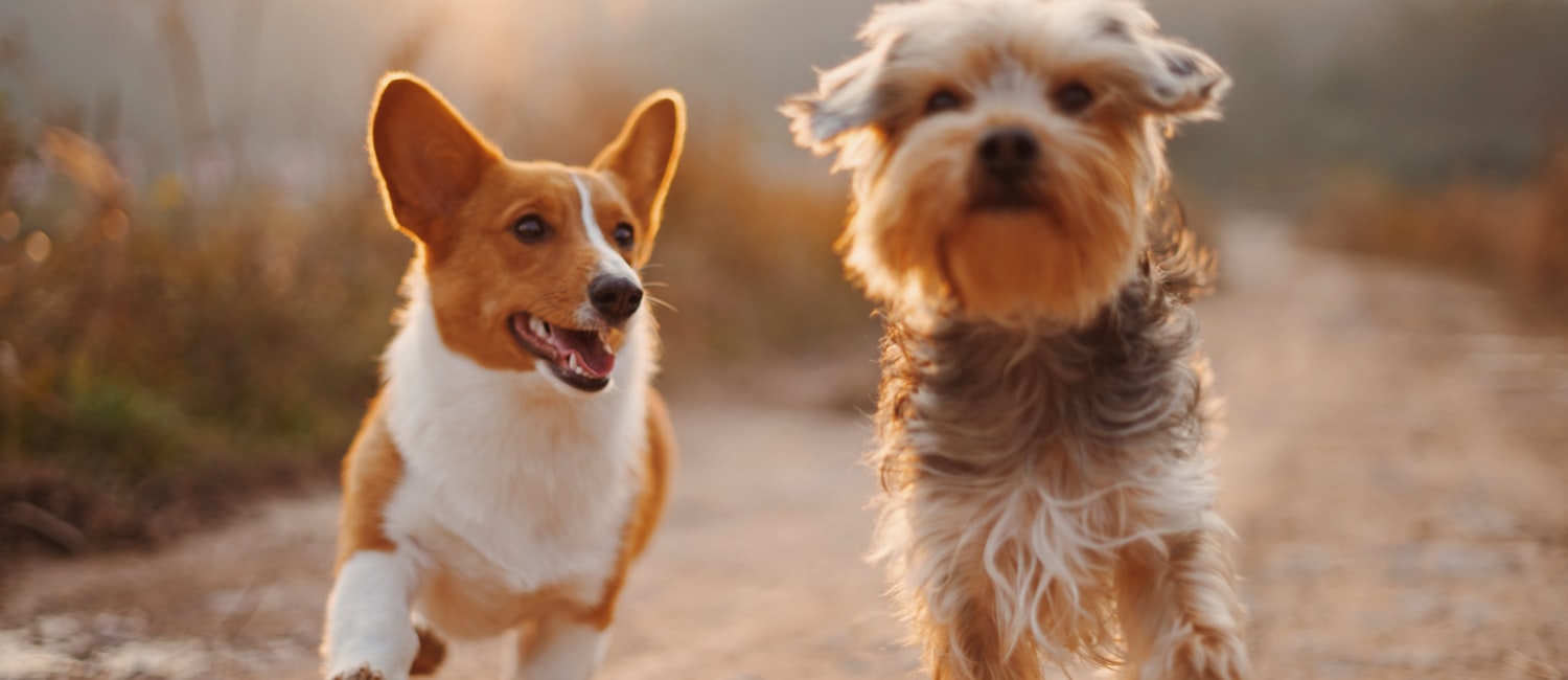 Two dogs running outdoors on a path at sunset